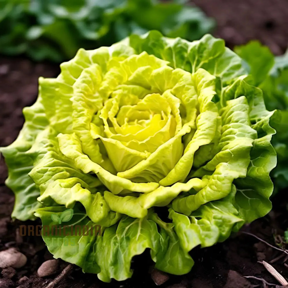 Chicory Curly Endive Seedlings Growing in Garden Soil