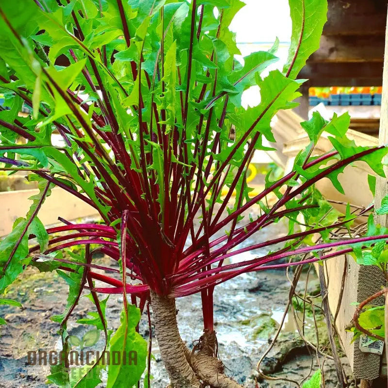 Chicory Italiko Rosso (Red Dandelion) Seeds For Planting Grow Vibrant Red In Your Garden