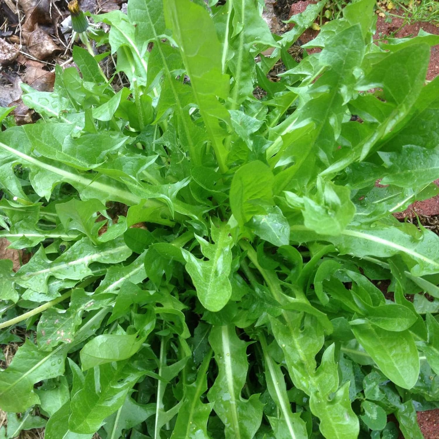 Closeup of Chicory Leaves from Seeds, Nutritious Italian Greens
