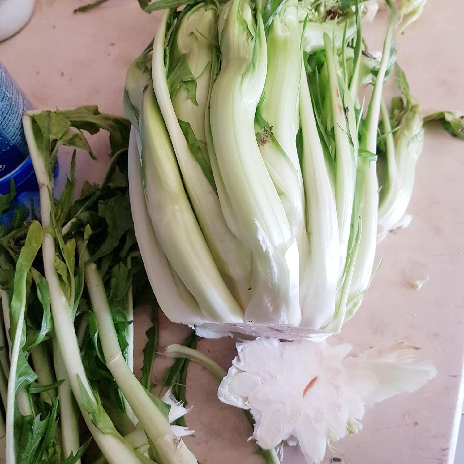 Chicory Catalogna Puntarelle Plants in Garden Bed, Homegrown Greens