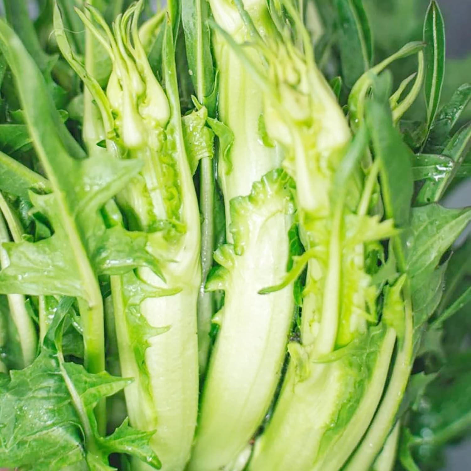 Fresh Chicory Puntarelle Leaves from Seeds, Italian Salad Greens