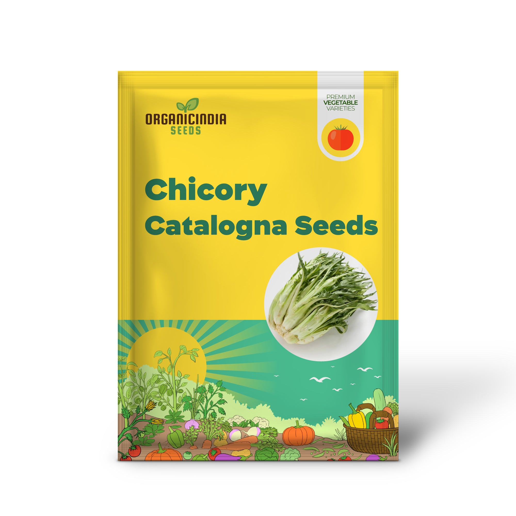 Puntarelle Chicory Seedlings Growing from Seeds, Italian Garden Greens