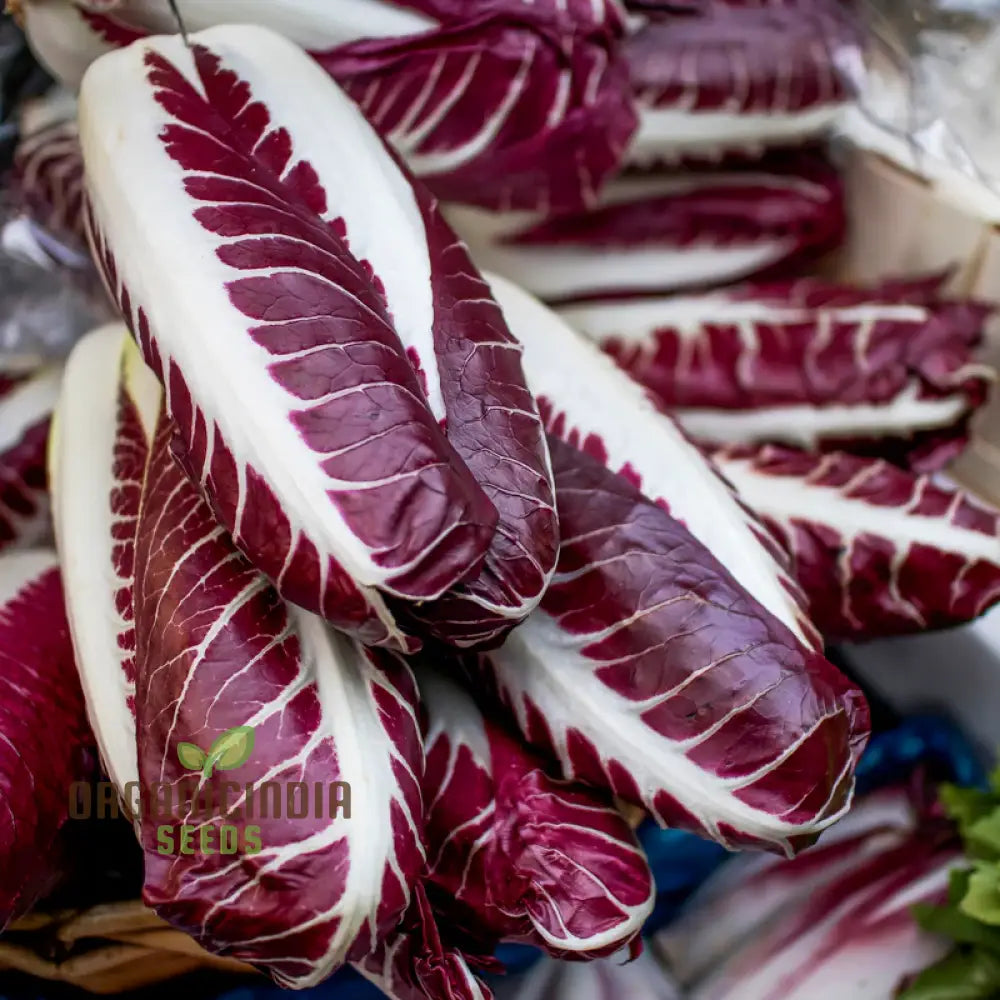 Mature Rossa di Treviso Chicory Plant with Red Leaves