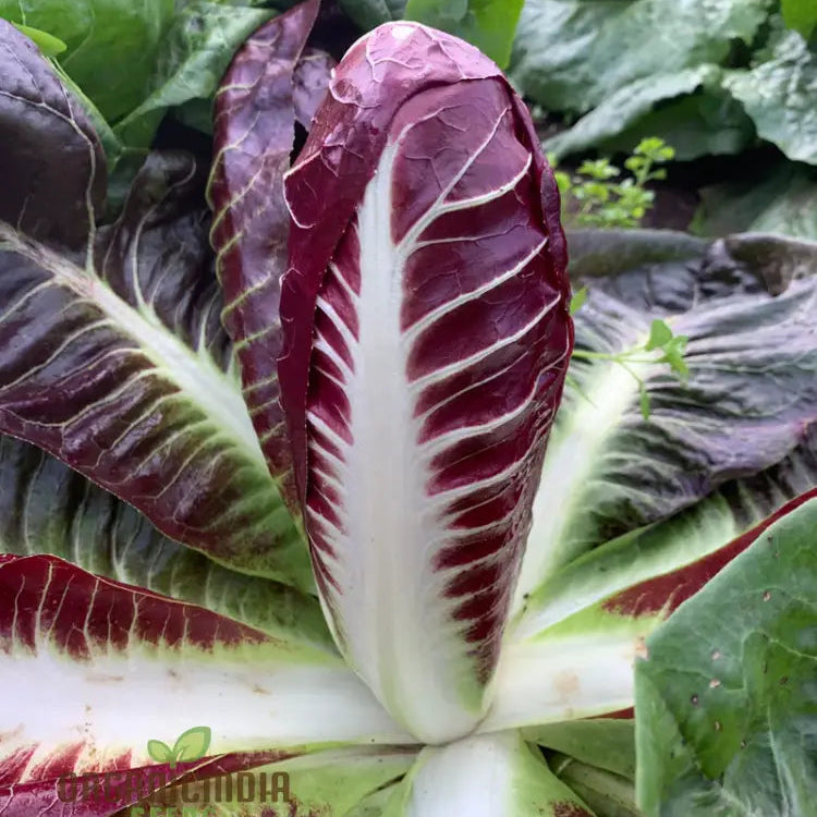 Rossa di Treviso Chicory Seeds for Planting, Italian Red Chicory Variety