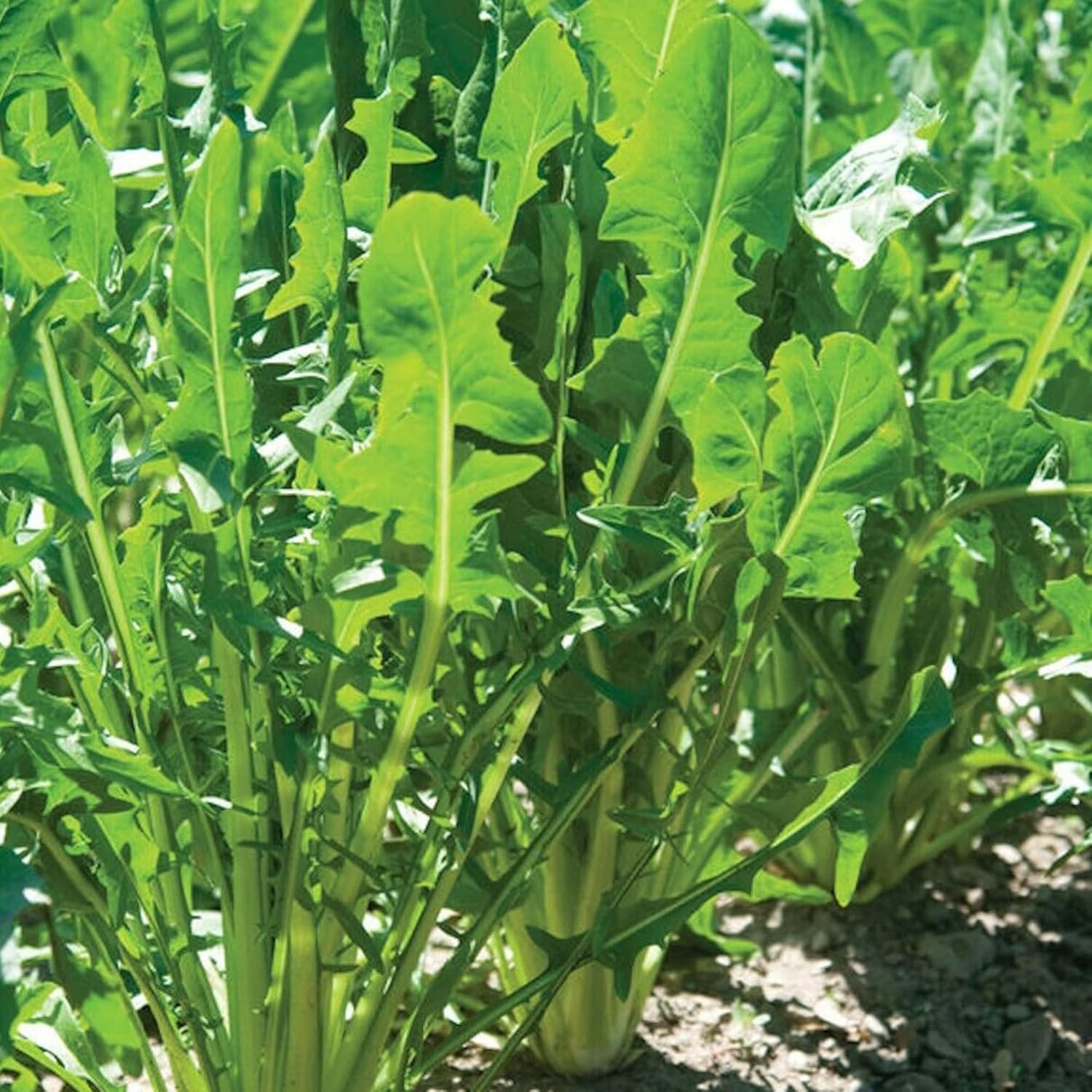 Chicory Seedlings from Heirloom Seeds, Italian Garden Greens