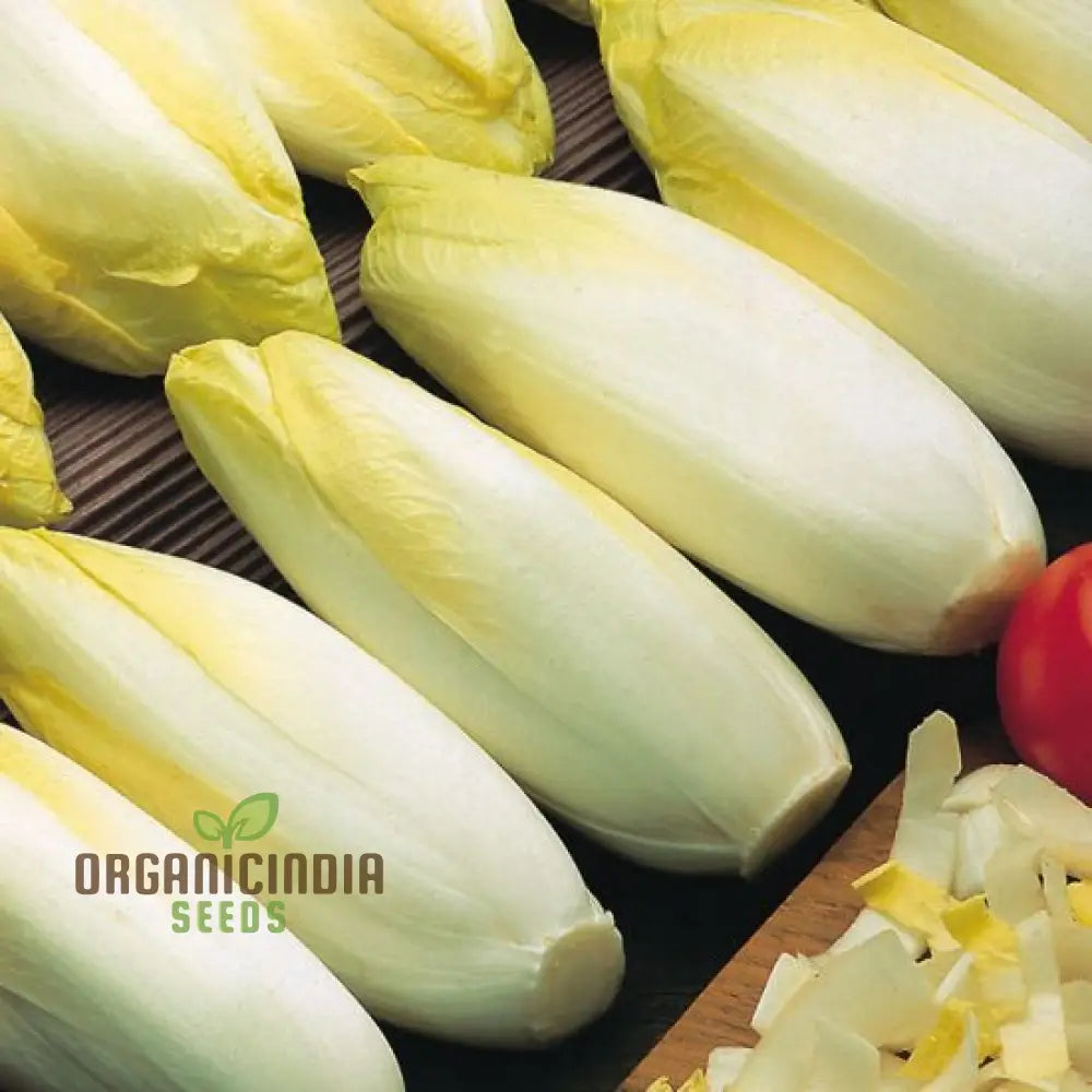 Mature Brussels Witloof Chicory Plant from Seeds, Culinary Leafy Greens