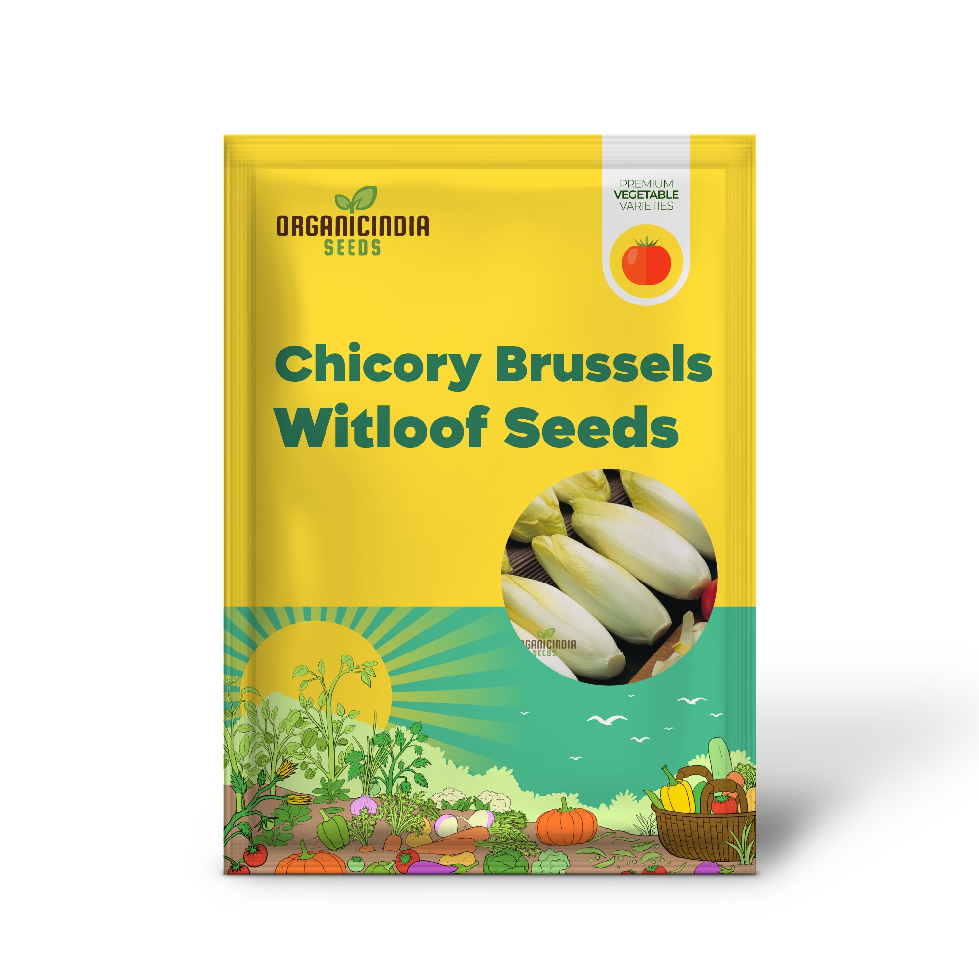Brussels Witloof Chicory Seedling in Garden, Easy-to-Grow Leafy Greens