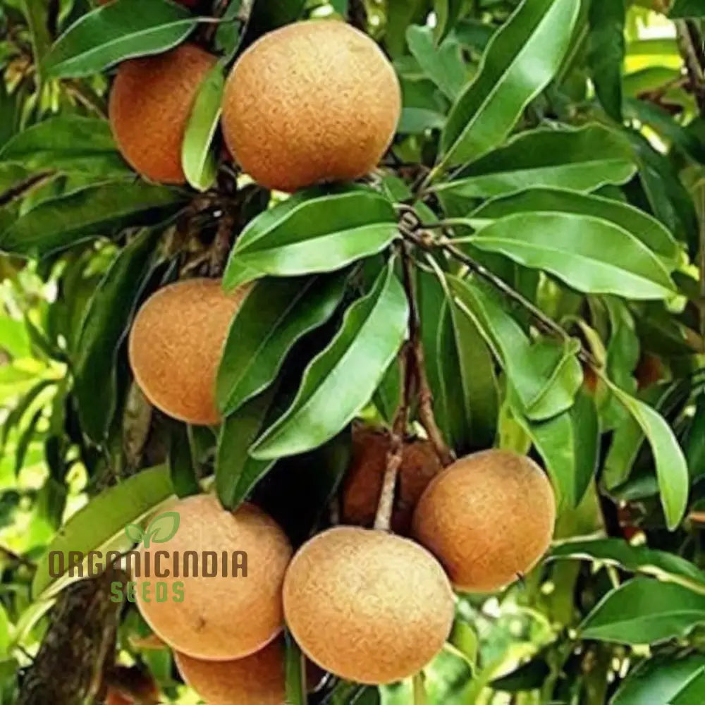 Chiku Fruit Seeds For Gardening Enthusiasts â€“ Ideal Lush Productive Gardens