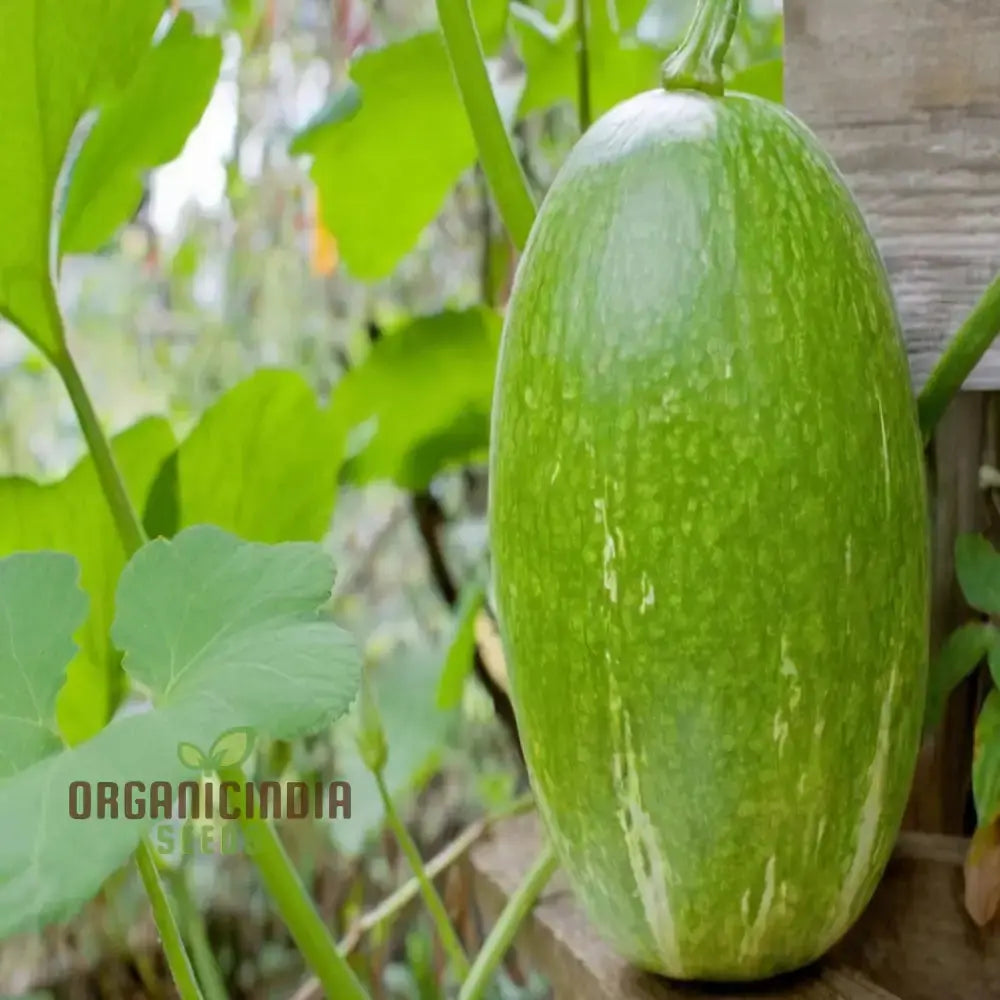 Fresh Chilacayote Fruits from Seeds, Nutritious Garden Vegetable