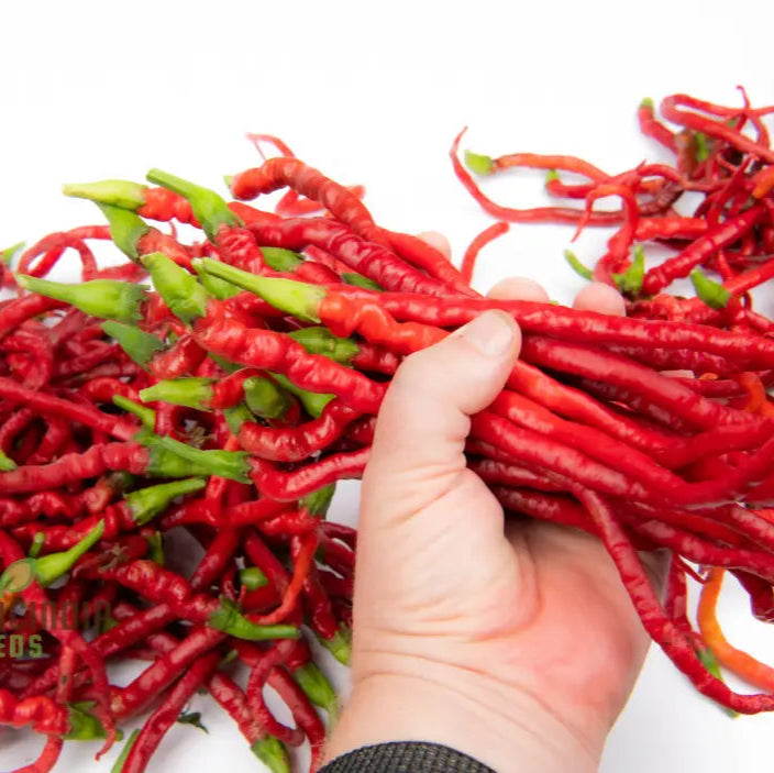 Mature Bangalore Whippet's Tail Chilli Plant, Bushy and Upright Growth