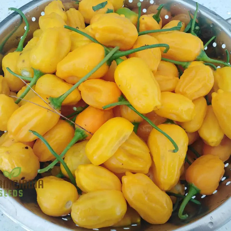 Chilli - Bido Tacana Yellow Seeds For Planting And Gardening | Premium Quality Organic