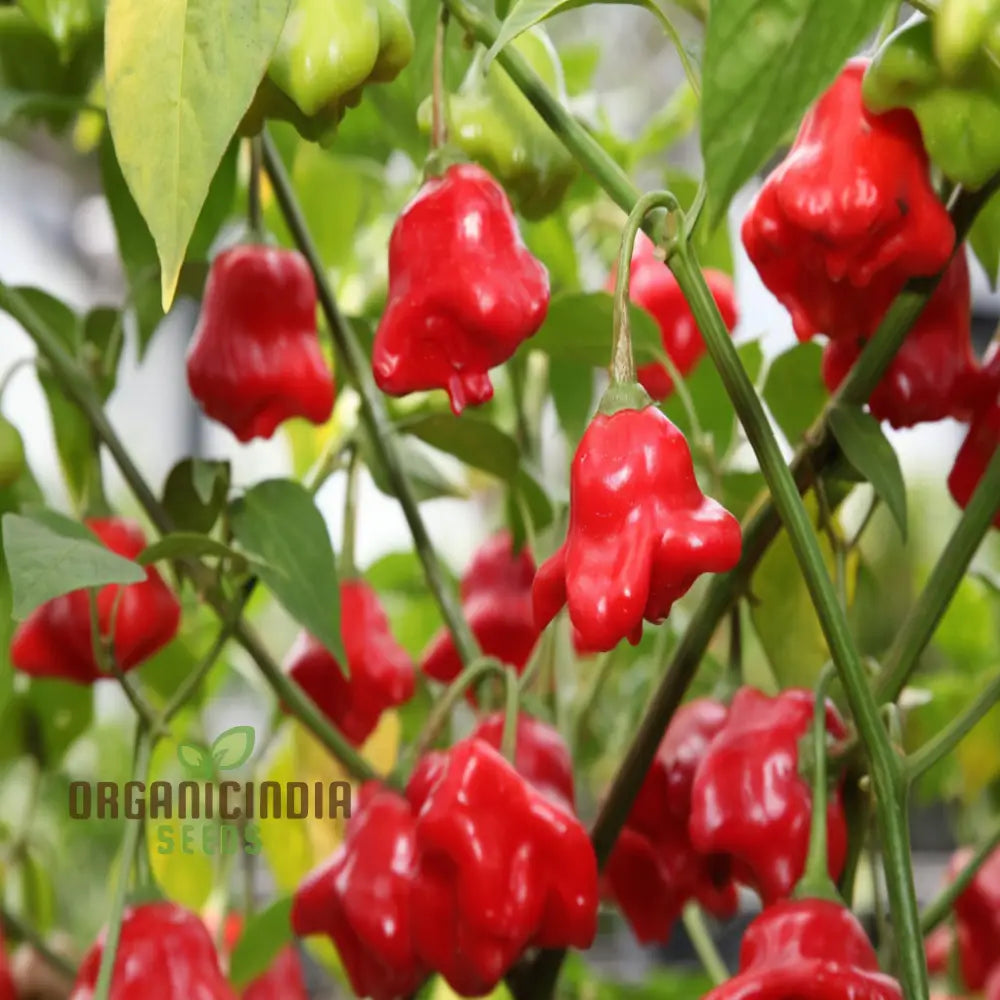 Chilli Bishops Crown Seeds for Planting, Heirloom Pepper Seeds
