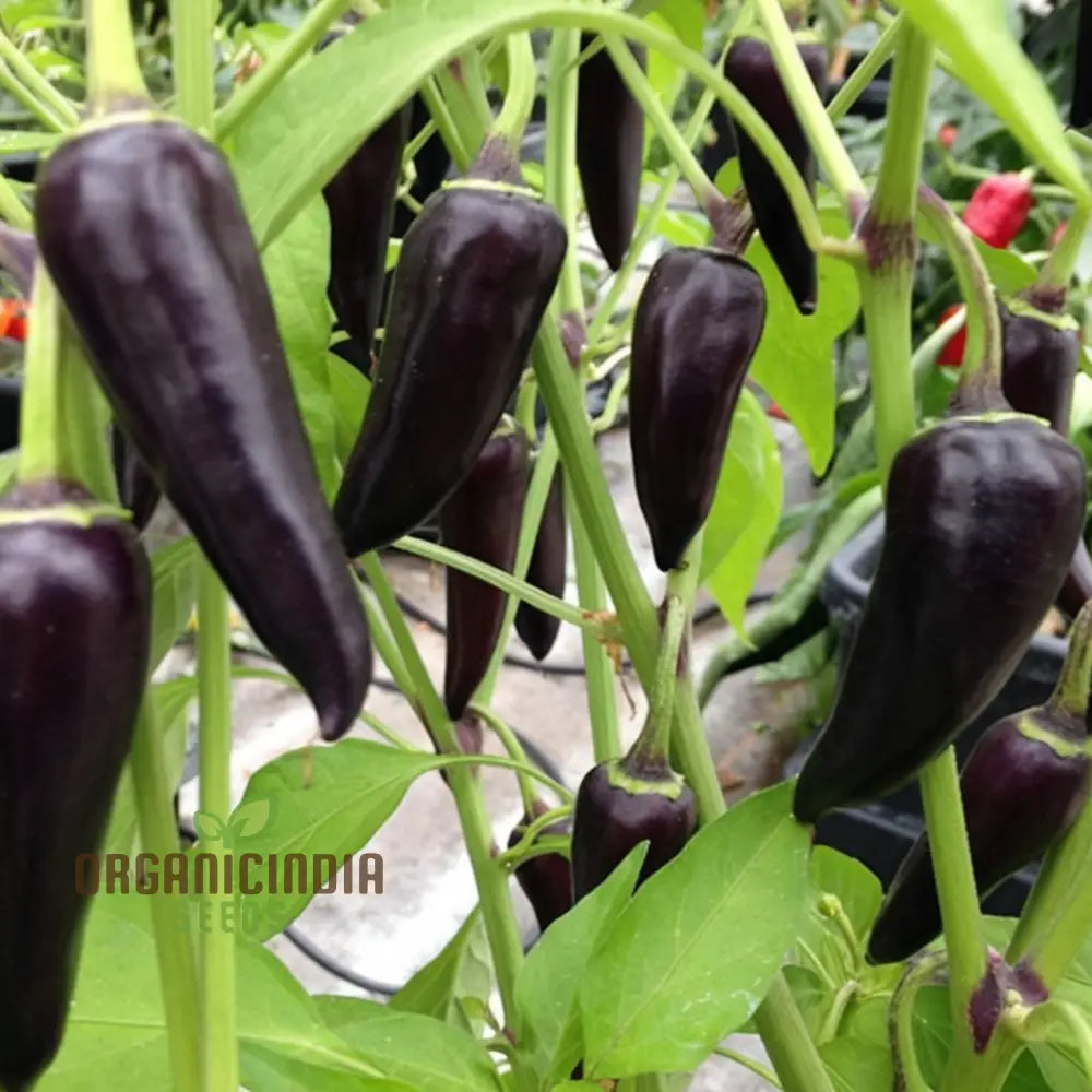 Chilli Gusto Purple Seeds for Planting, Vibrant Purple Pepper Seeds