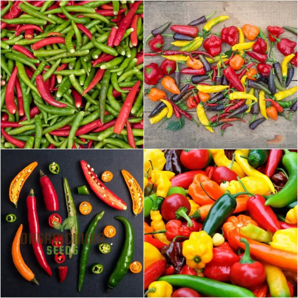 Mature Chilli Plants from Heirloom Mix Seeds, Colorful Peppers