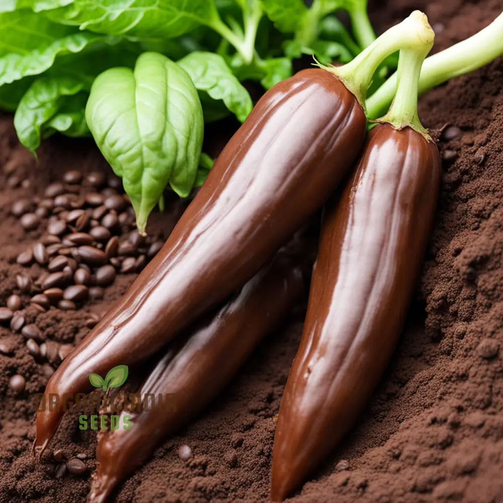 Mature Aji Panca Chocolate Chilli Pepper Plant from Seeds, Bushy Fruitful Pepper Plant