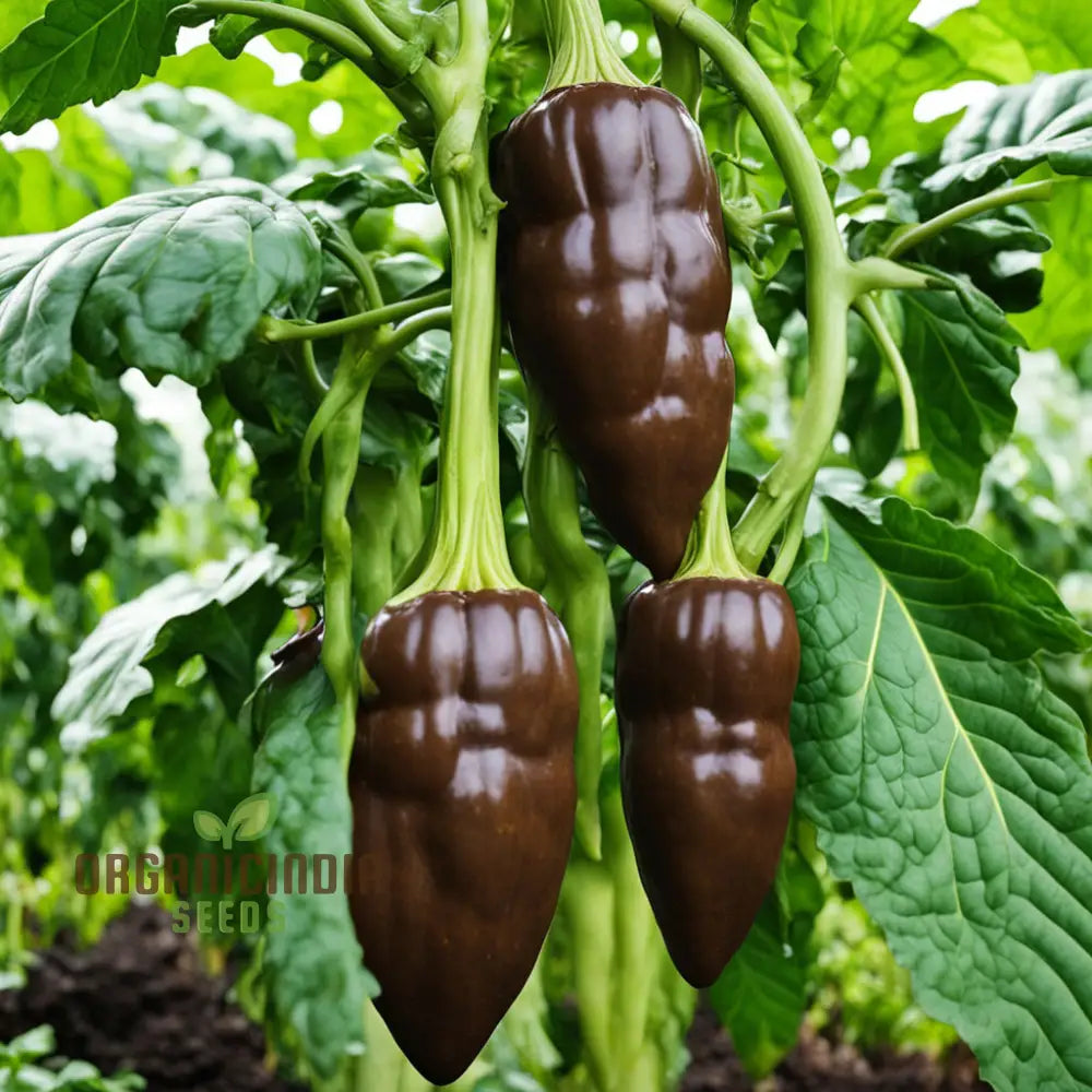 Aji Panca Chocolate Chilli Pepper Seeds for Home Garden, Mild-to-Medium Heat Pepper Seeds