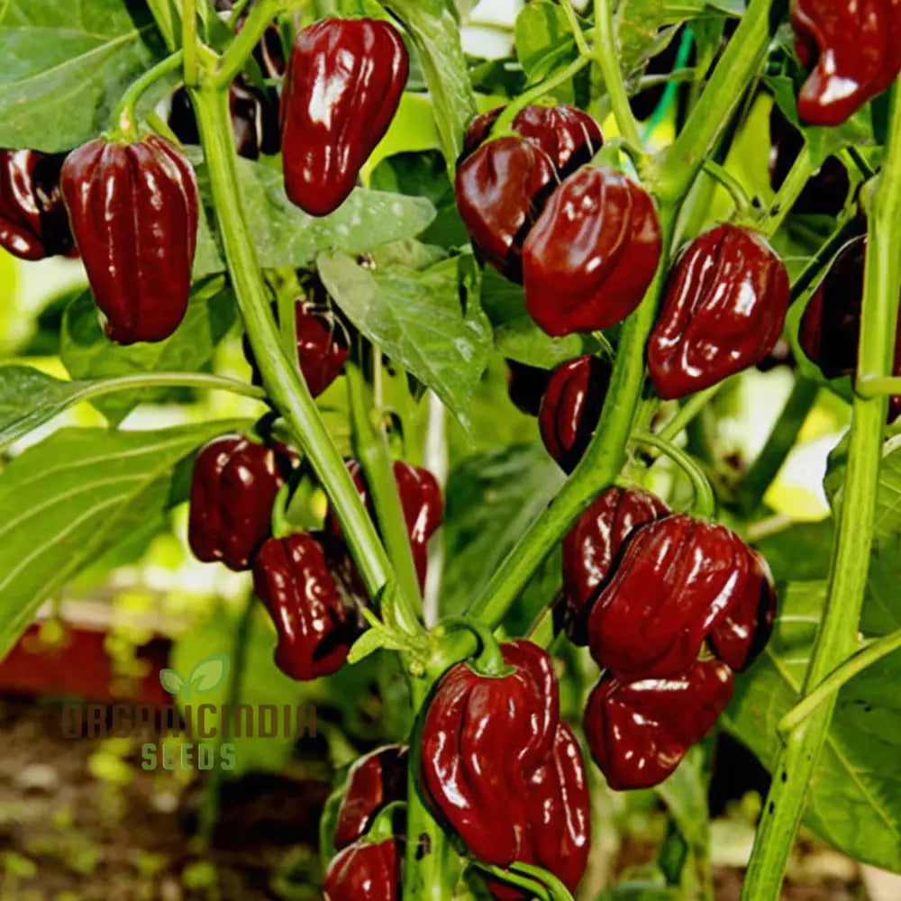 Mature Habanero Chocolate Chilli Pepper Plant from Seeds, Bushy Fiery Pepper Plant