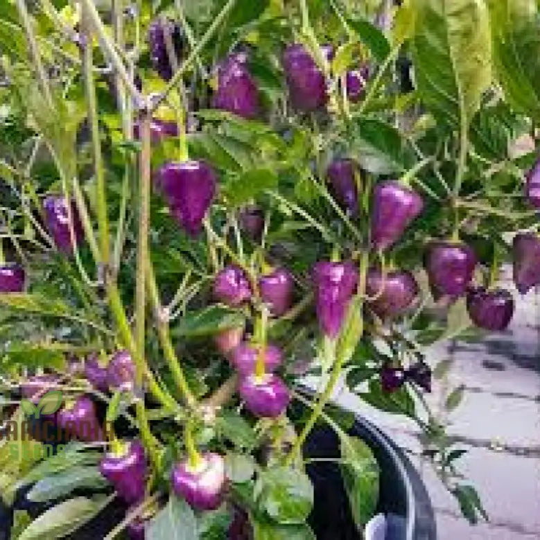 Mature Purple UFO Chilli Pepper Plant Producing Vibrant Fruits