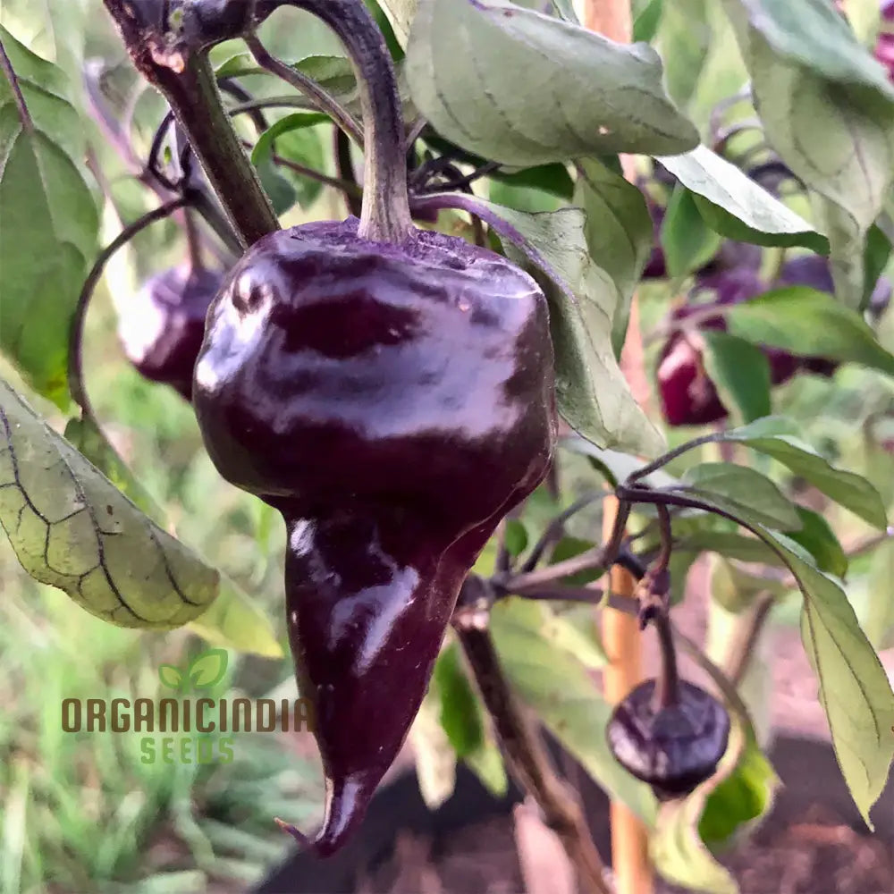Purple UFO Chilli Pepper Seeds for Planting, Unique Varietal for Garden