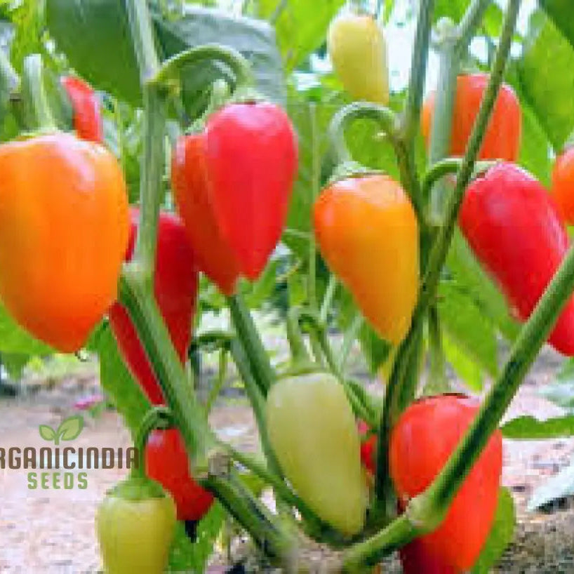Chilli - Santa Fe Grande Seeds For Planting And Gardening | Organic Seed Collection