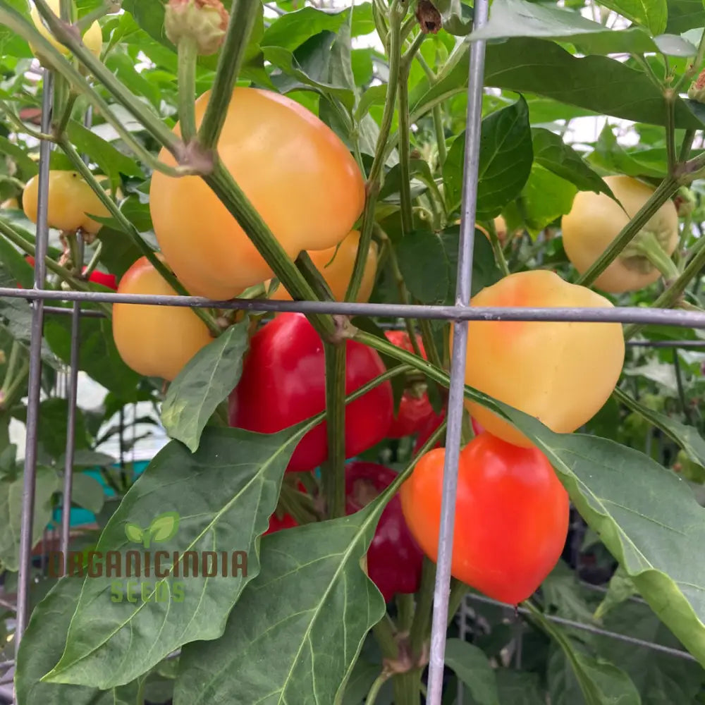 Chilli Somborius Seeds for Planting, High-Yield Garden Chilli Plants
