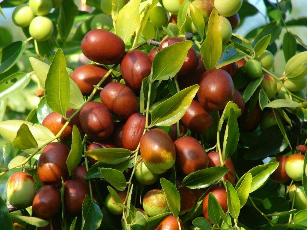 Chinese date tree seeds for planting Ziziphus jujuba