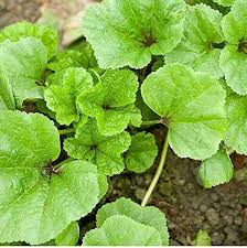 Chinese Mallow Plant Growing in Container from Seeds, Easy-to-Grow Leafy Vegetable