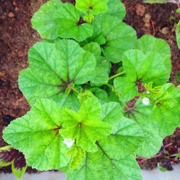 Mature Chinese Mallow Plant from Seeds, Nutritious Garden Vegetable