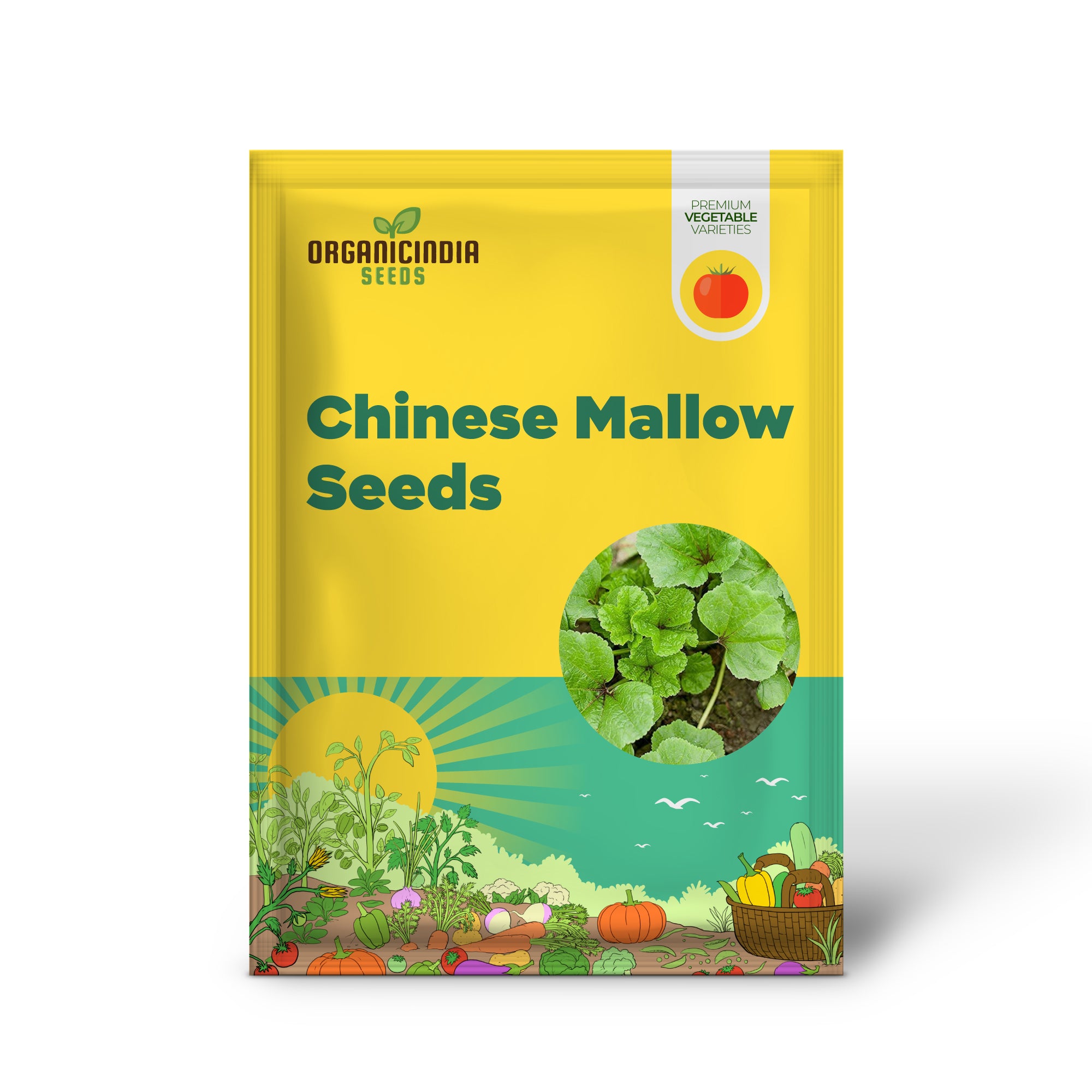 Chinese Mallow Seedling Growing from Seeds, Fast-Growing Leafy Vegetable