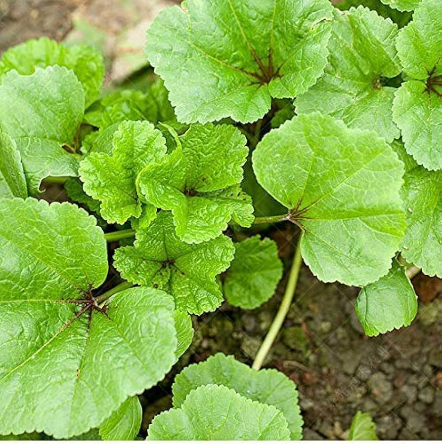 Chinese Mallow Seeds for Home Garden, Easy-to-Grow Nutrient-Rich Leafy Greens