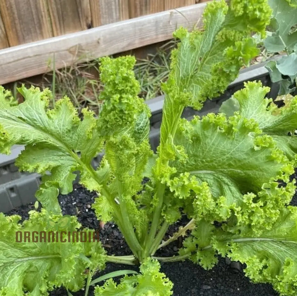 Curled Japanese Mustard Green Leaves from Seeds, Fresh Garden Greens