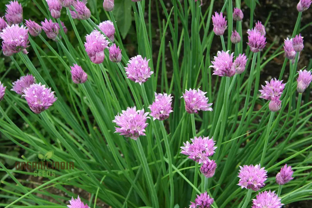 Chive Plants with Purple Flowers Attracting Pollinators