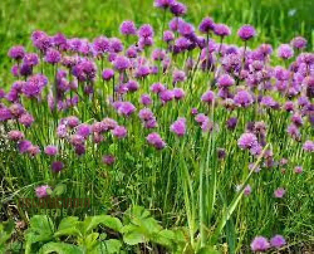 Chive Seeds for Planting Premium Quality Herb Seeds