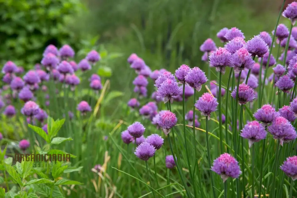 Chives Growing in Container Pots on Patio