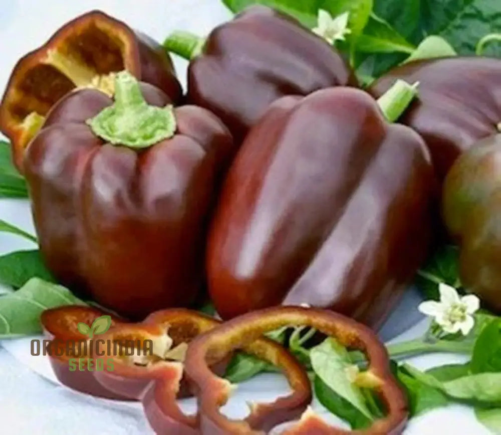 Chocolate Beauty Pepper Fruits on Plant, Fresh Vegetable Peppers