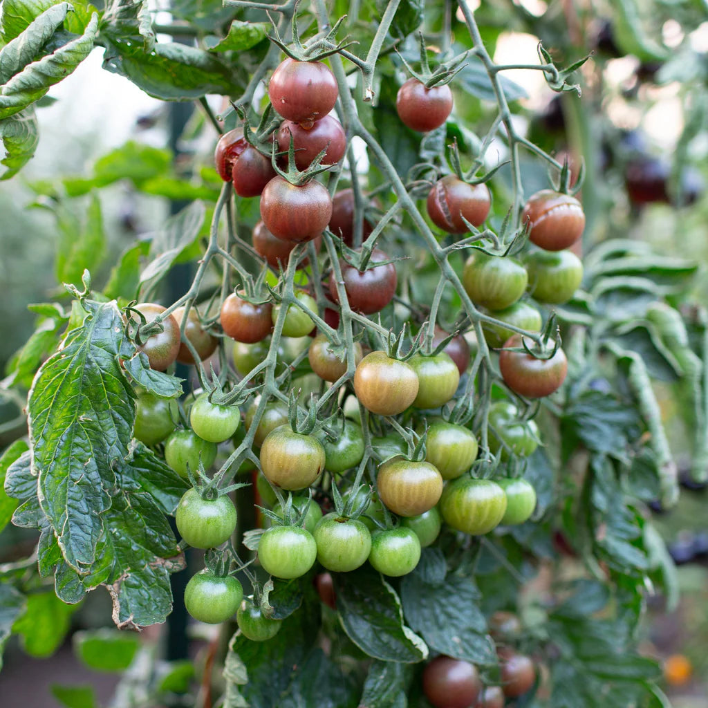 Chocolate Cherry Tomato Plant Growing from Seeds, Sweet Juicy Variety