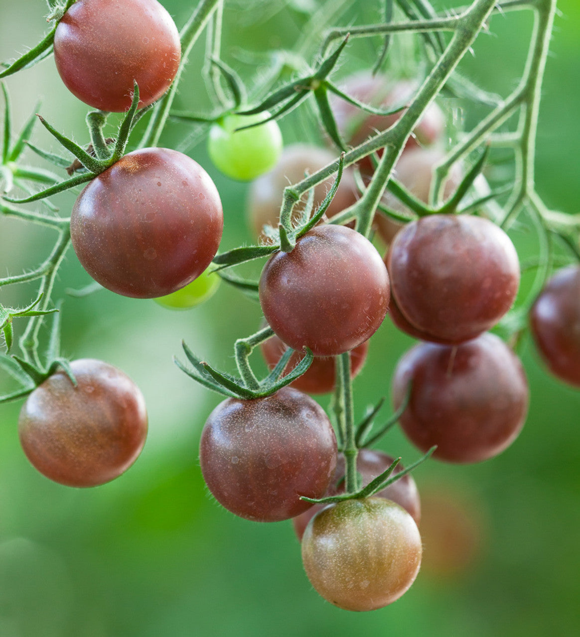 Chocolate Cherry Tomato Seedling from Seeds, High-Yield Heirloom Plants