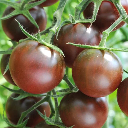 Chocolate Cherry Tomato Seeds for Planting, Sweet Heirloom Variety