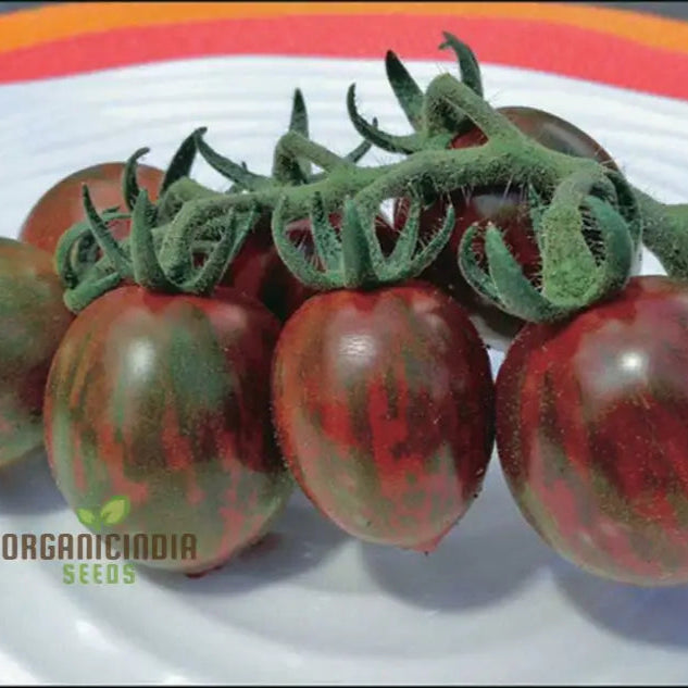 Chocolate Sprinkles Tomatoes on Plant, Fresh Cherry Tomato Seeds