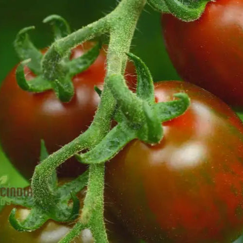 Mature Chocolate Sprinkles Tomato Plant, High Yield Tomato Seeds