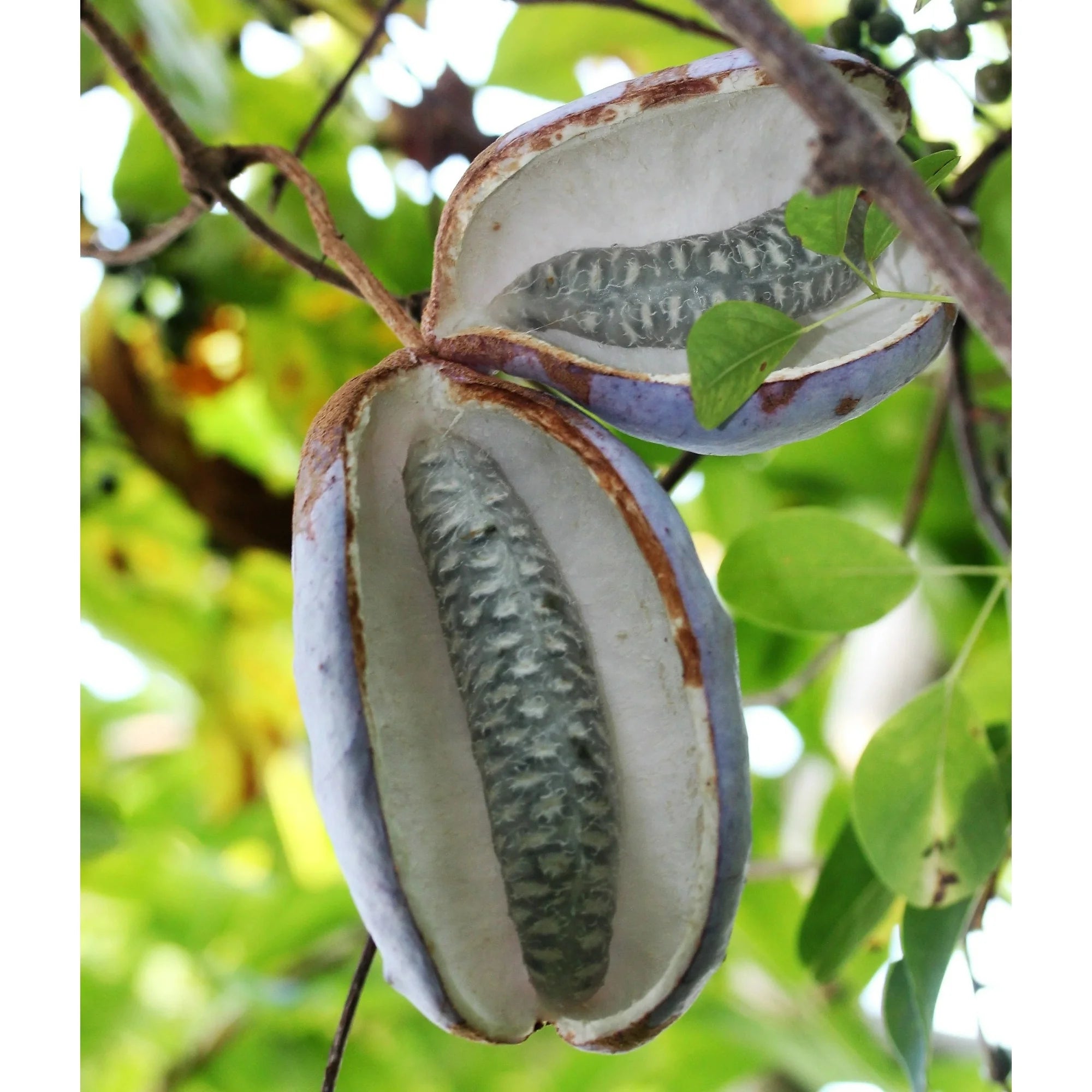 Close-Up of Chocolate Vine Purple Fragrant Flowers