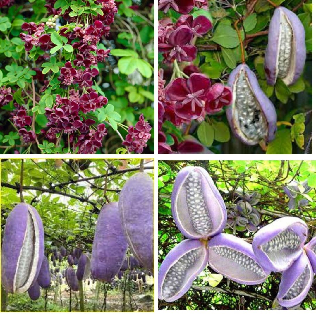 Chocolate Vine Seeds – Akebia quinata Climbing Vine with Edible Fruits