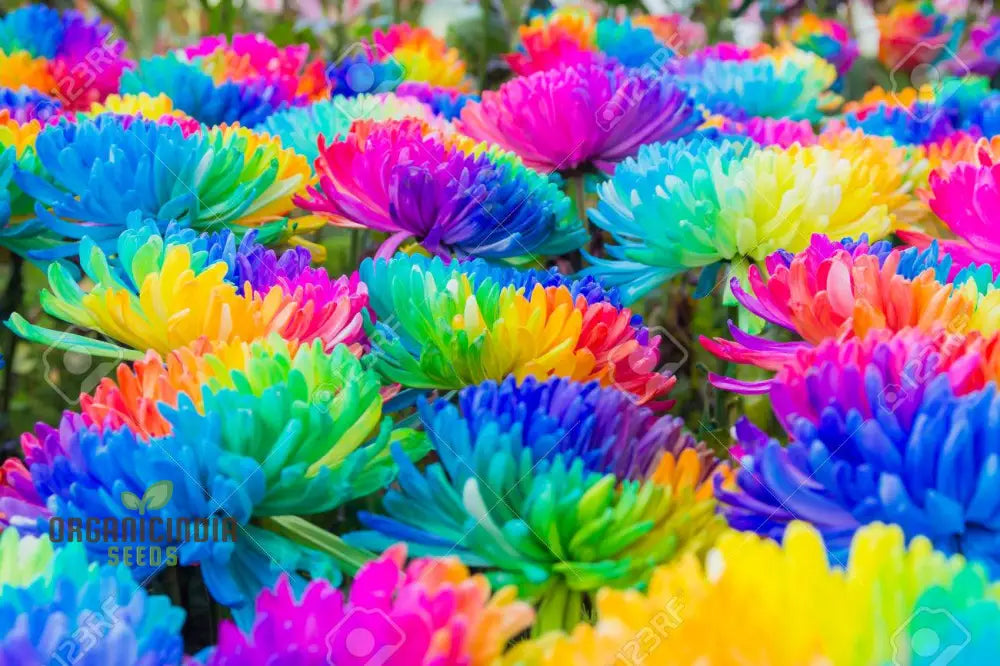 Chrysanthemum Rainbow Flowers Growing in Garden