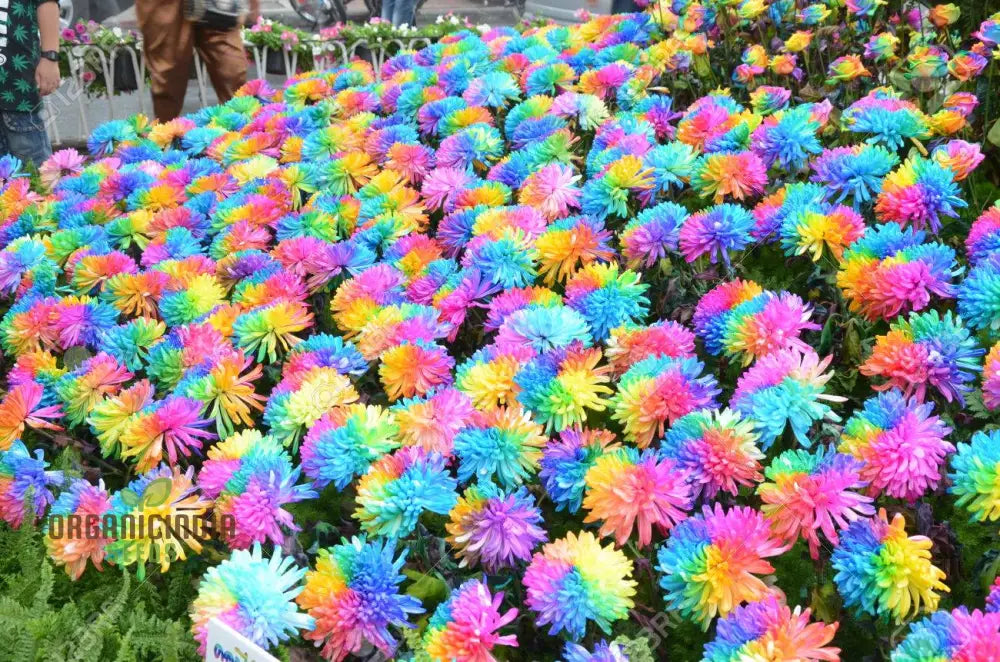 Chrysanthemum Rainbow Flower Seeds for Planting