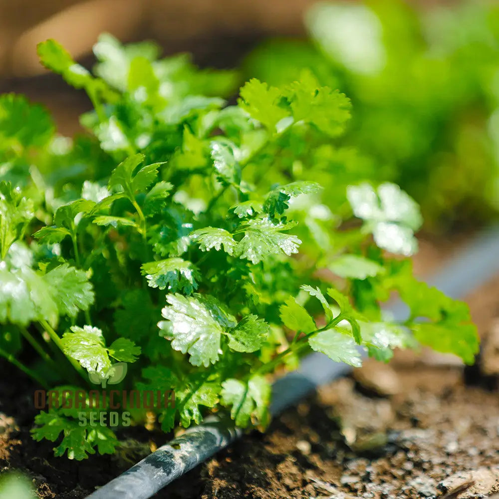 Fresh Cilantro Leaves from Slow Bolting Seeds, Organic Culinary Herb