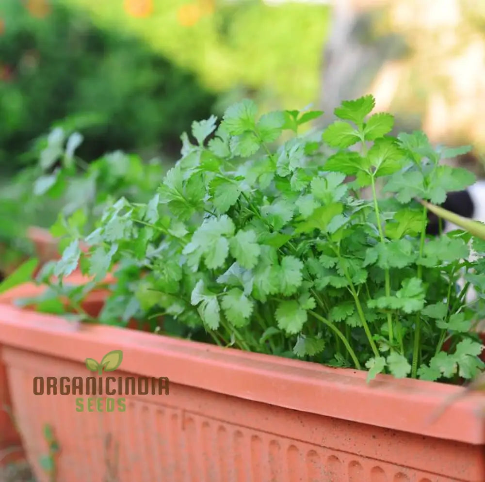 Mature Slow Bolting Cilantro Plant from Seeds, Aromatic Culinary Herb