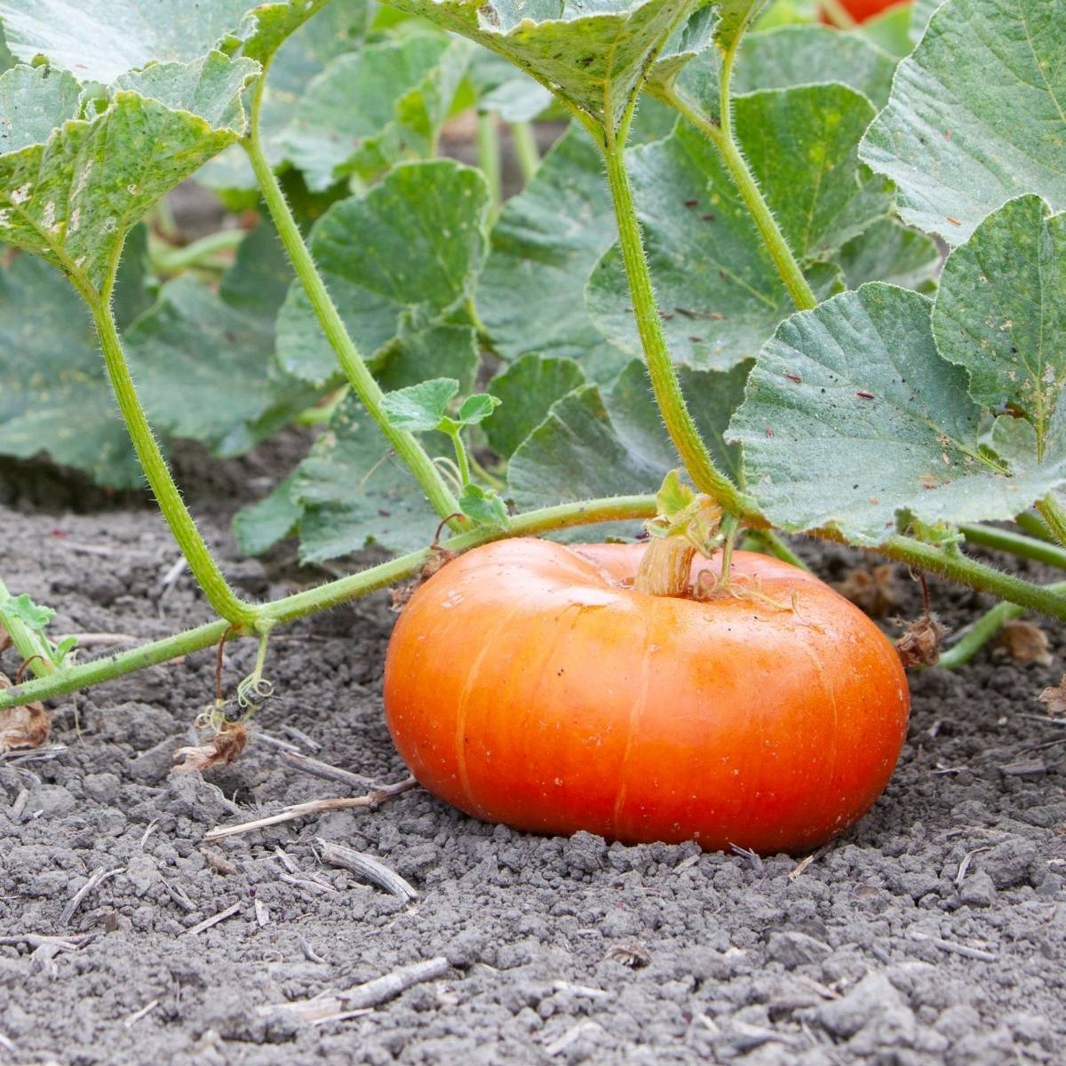 Cinderella Pumpkin Seeds for Planting, Large Easy-to-Grow Pumpkin Seeds