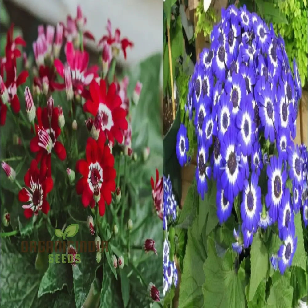 Cineraria Excelsior Seeds For Enchanting Blooms â€“ Elevate Your Gardening Experience With