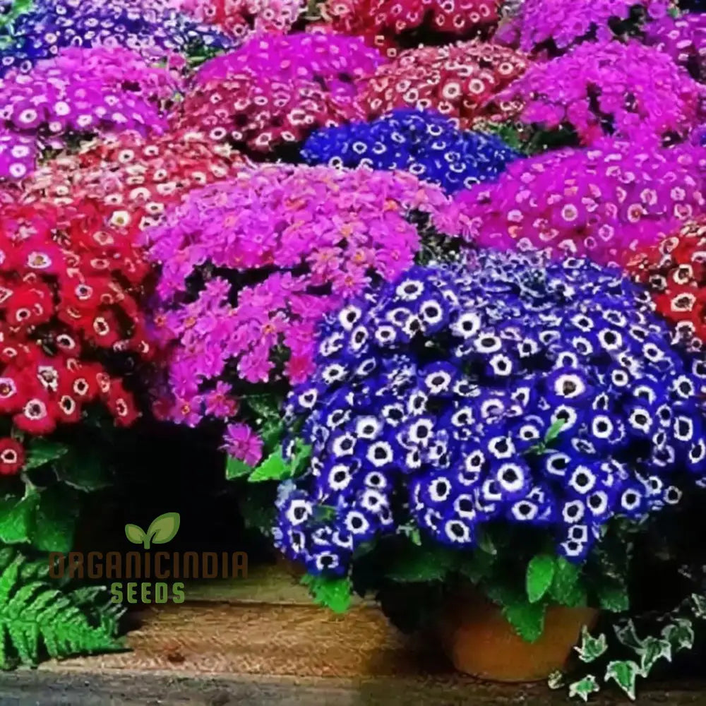 Cineraria Excelsior Seeds For Enchanting Blooms â€“ Elevate Your Gardening Experience With