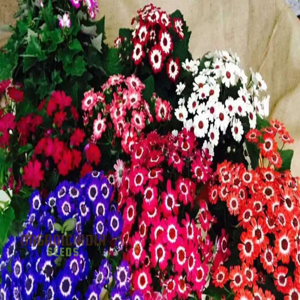 Cineraria Excelsior Seeds For Enchanting Blooms â€“ Elevate Your Gardening Experience With